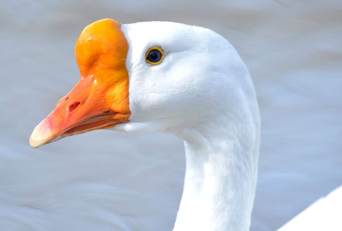 Last spring, three white Chinese geese were added to the flock at Curtis Pond subdivision. Peaceful a geese species as can be, one resident said.
