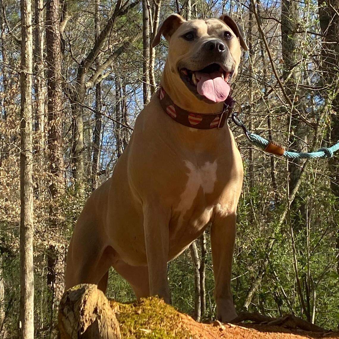 Tan dog wearing a patterned collar and blue leash, standing proudly on a small hill in a dense, sunny forest with its mouth open.