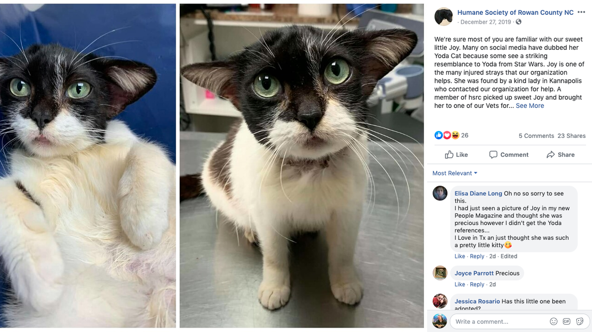 The rescue cat resembling Baby Yoda was released to a woman claiming ownership without the humane society’s knowledge, according to an update on Facebook.
