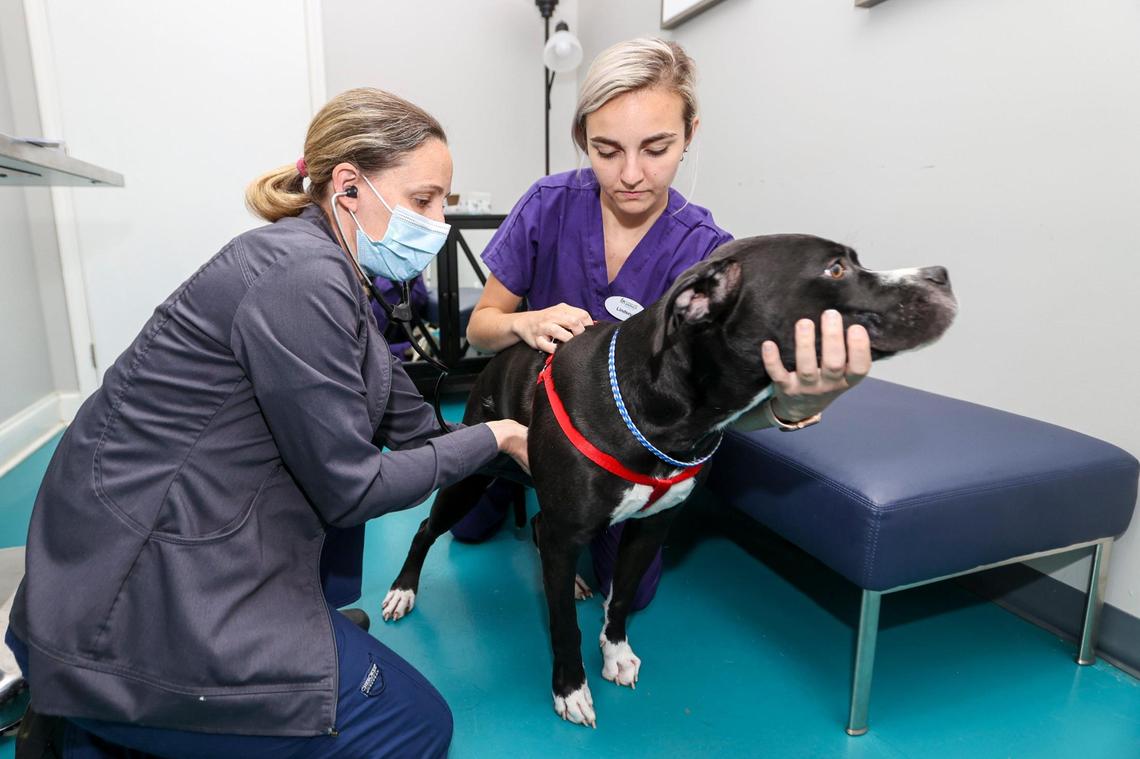 Stand For Animals veterinarian Heather Linen, left, examines Myles with the help of Lindsey France at their Mooresville office on Wednesday, June 23, 2021. Stand for Animals, staffed by licensed veterinarians, veterinary technicians and assistants, performs spay and neuter surgeries each month to facilitate pet adoption and reduce the number of animals euthanized each year.