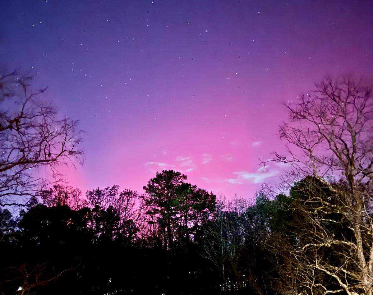 A vibrant nighttime photo of the aurora borealis, featuring a sky glowing with bright magenta and purple colors that fade into a deeper violet above, with many visible stars. The light of the aurora is framed by the dark, dramatic silhouettes of a dense tree line, including both evergreens and the bare, spindly branches of deciduous trees in the foreground.