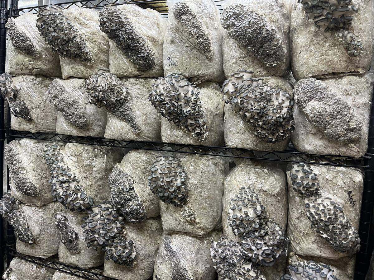 Oyster mushrooms fruit in the grow room.