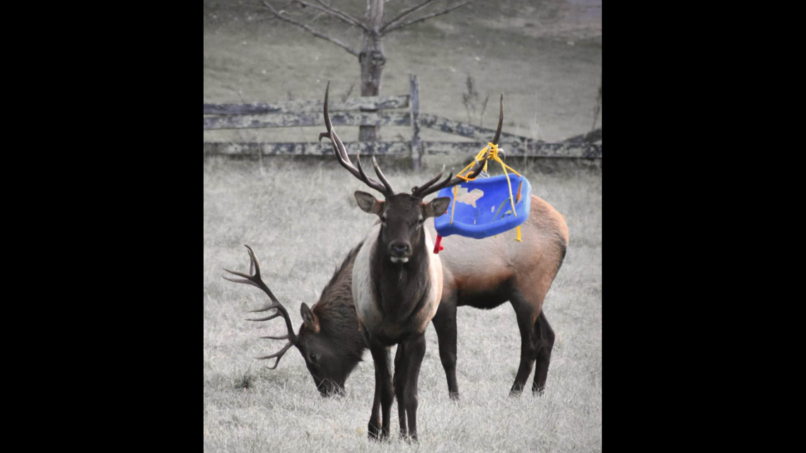 This elk has been seen roaming North Carolina’s Haywood County with a children’s swing stuck on its antlers. A rescue is being mounted.