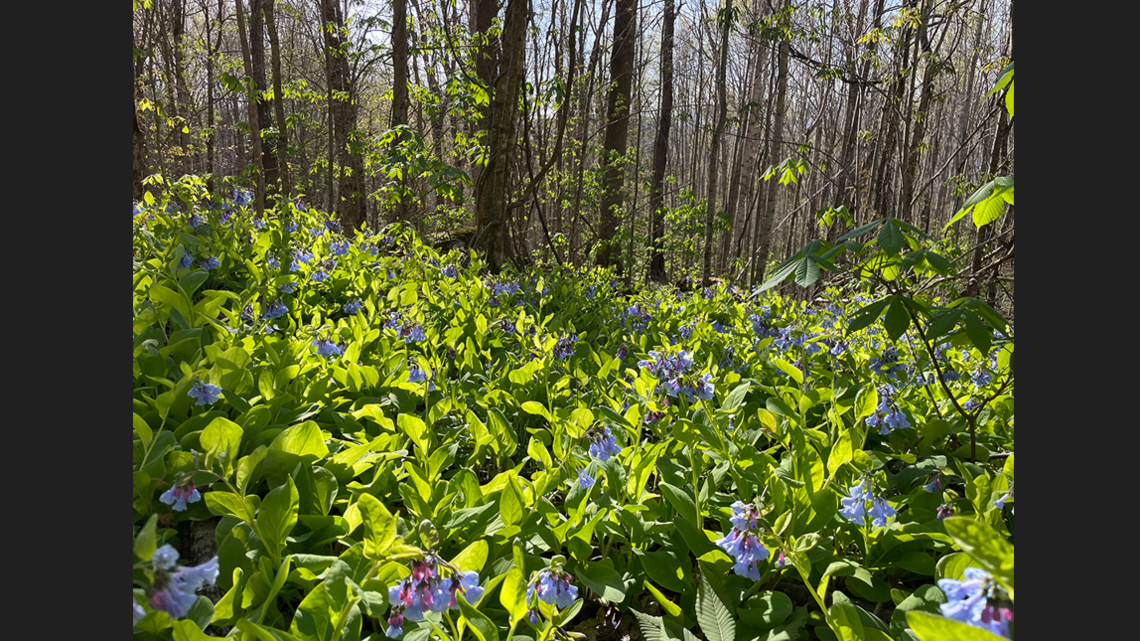 Fate of land overlooking Appalachian Trail is revealed in western North Carolina