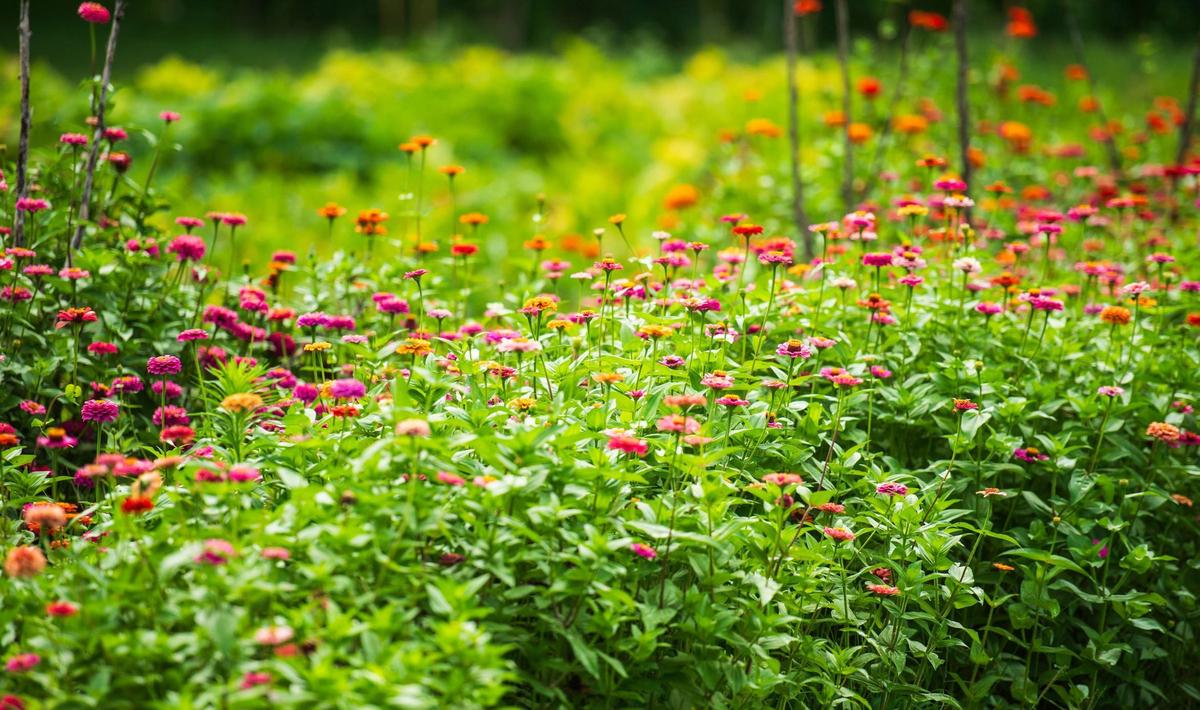 Some flowers growing on Lineberger’s farm on August 7, 2024.