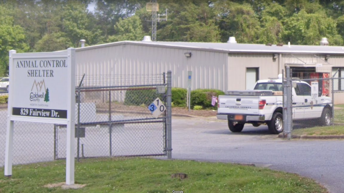 A North Carolina couple faces animal cruelty charges after an anonymous tip revealed they were living with 49 rabbits, 24 dogs and seven cats, Caldwell County Animal Care Enforcement says.