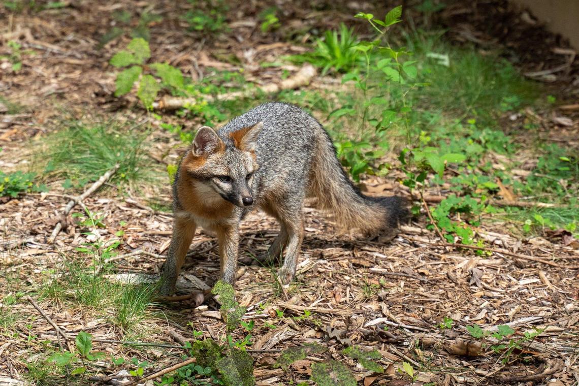 There are all sorts of animals at Carolina Wildlife Conservation Center, including this red fox.