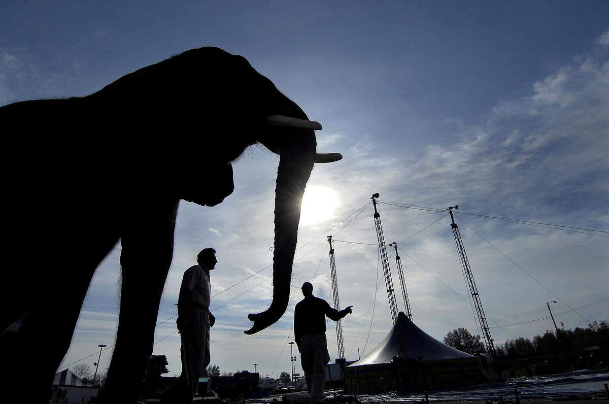 Makia, a 4-ton African elephant, lends a trunk as workers prepare to raise the UniverSoul Circus Big Top tent at Freedom Mart Shopping Center in west Charlotte in November 2009. Charlotte City Council on Monday, Dec. 13, 2021, banned exotic animals, such as elephants, from circus acts in the city.