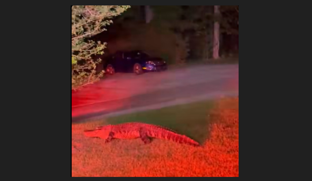 The alligator appeared at 3:30 a.m. Monday, June 15, on stretch of Green Hill Road in Winnabow, NC.
