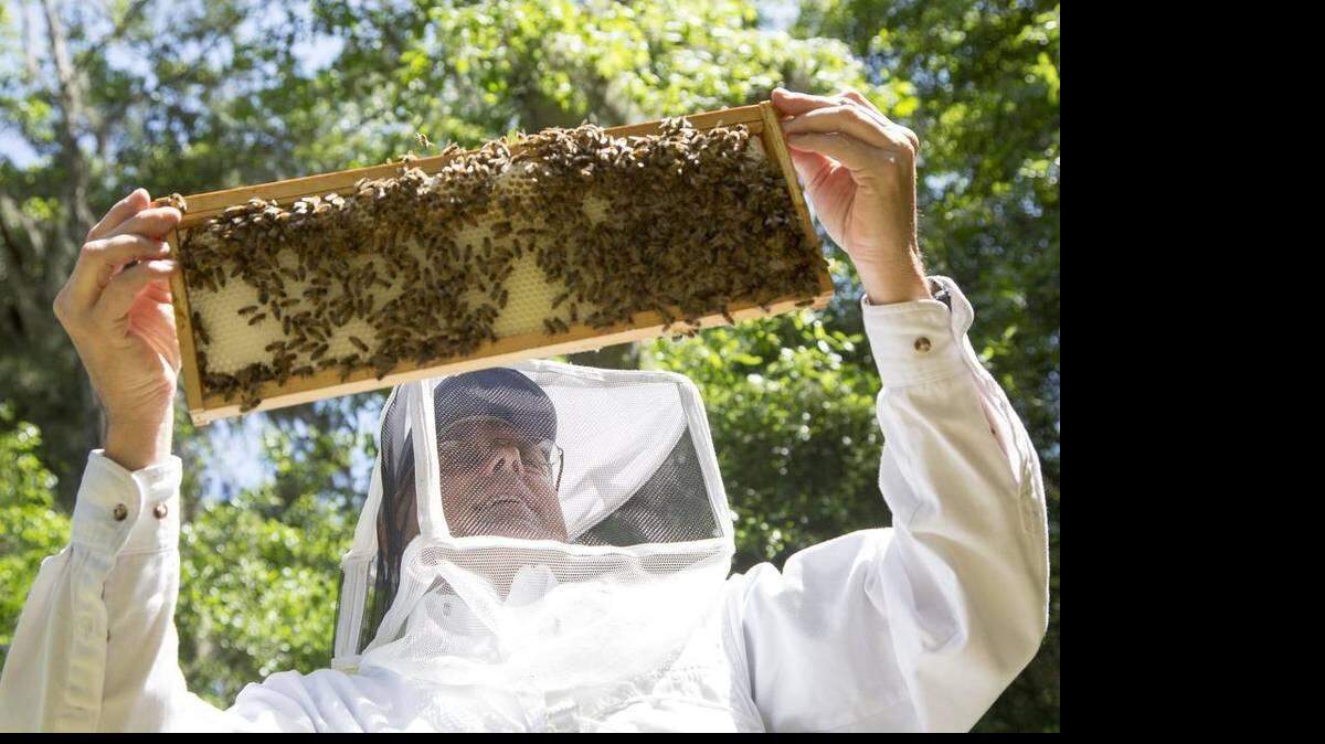 Tom Francis of Bees By The Sea in Surfside inspects a frame of Bees in a meadow in Brookgreen Gardens. Francis rapidly outgrew his back yard operation and is keeping some of his twenty colonies in a secluded meadow in Brookgreen Gardens where they can pollinate the thousands of acres of flowers there.