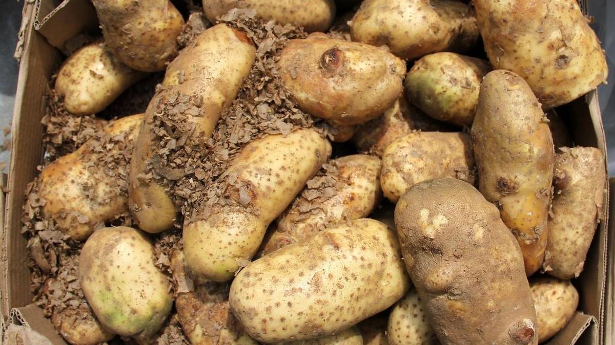 What’s the trick to storing potatoes so they don’t get wrinkled or soft too quickly?