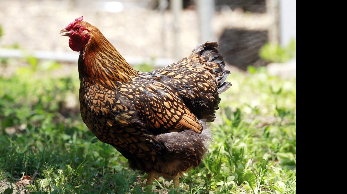 
If you have chickens, you need to register them with the state as part of attempts to head off an avian flu outbreak in North Carolina. 
