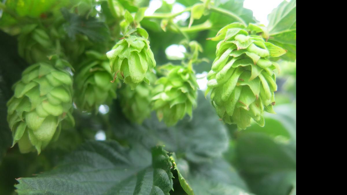 
Every year, Triple C Brewing uses hops grown on site in its Urban Hop Project beer. This year's hop harvest beer will be tapped at noon at the brewery (2900 Griffith St.).
