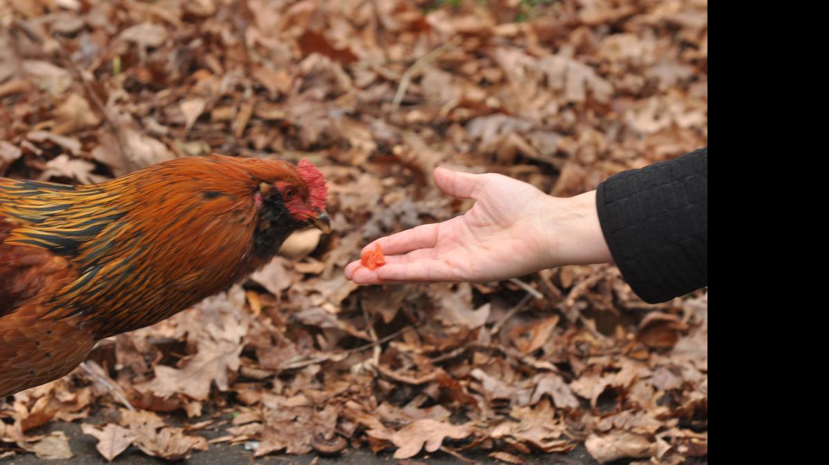 
Although avian flu has not been reported in North Carolina, the state wants farms and people who raise chickens to be aware.
