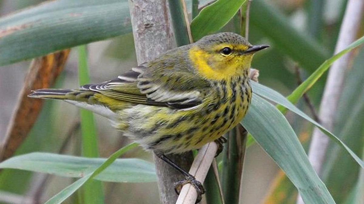 Cape May warbler