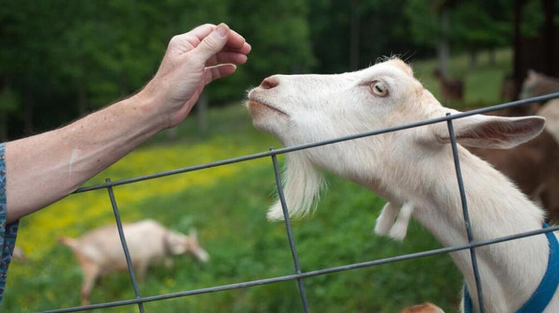 Goat Lady is looking for a new owner