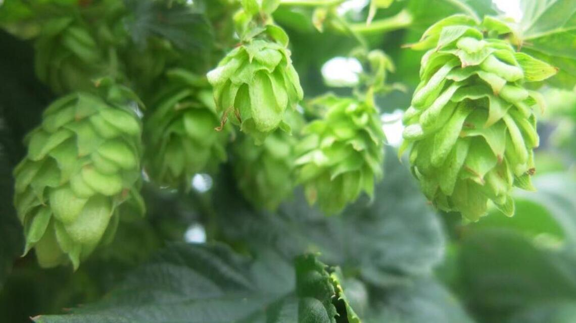 Local brewers get fresh with this year’s hop harvest