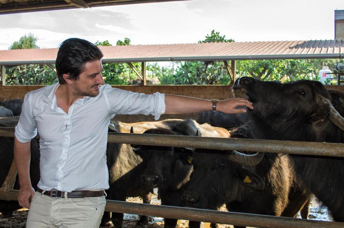 Alfonso Siano, shown with the water buffalo in Paestum, wanted to move his family’s cheese business to America for more opportunities.