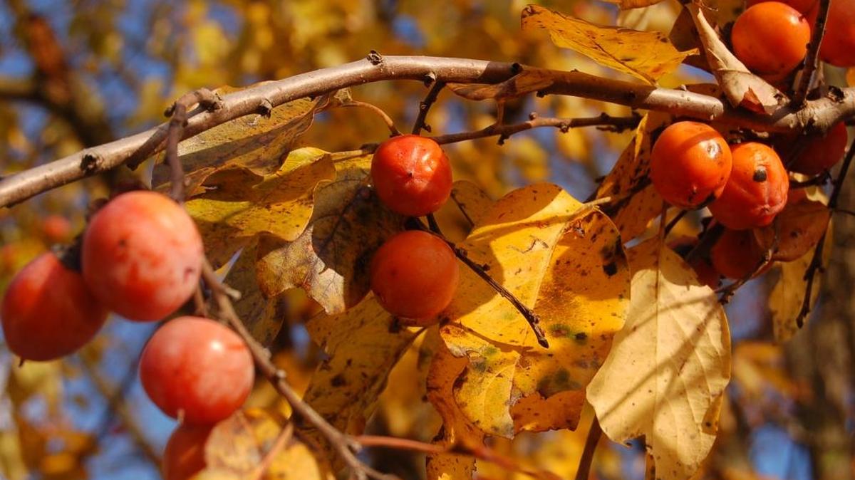 Persimmons are a key ingredient in Fullsteam’s First Frost.