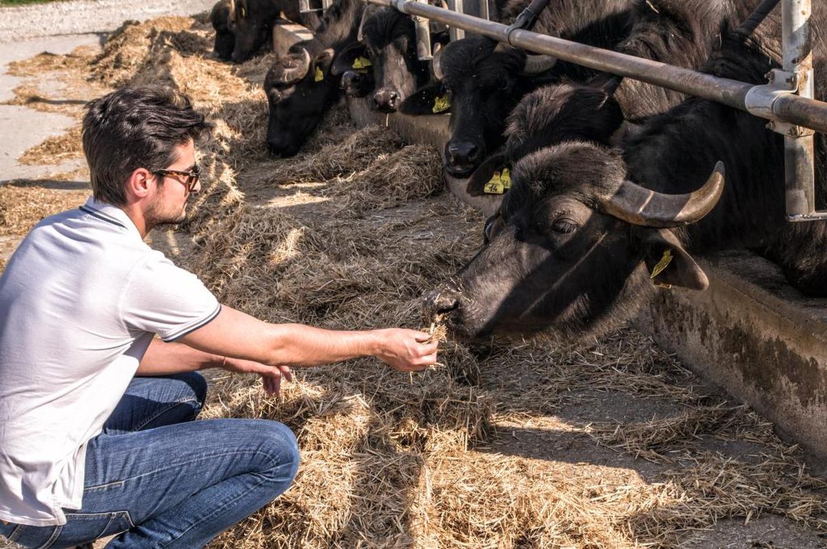 Gerardo Siano visits with the family herd of water buffalo in Paestum.