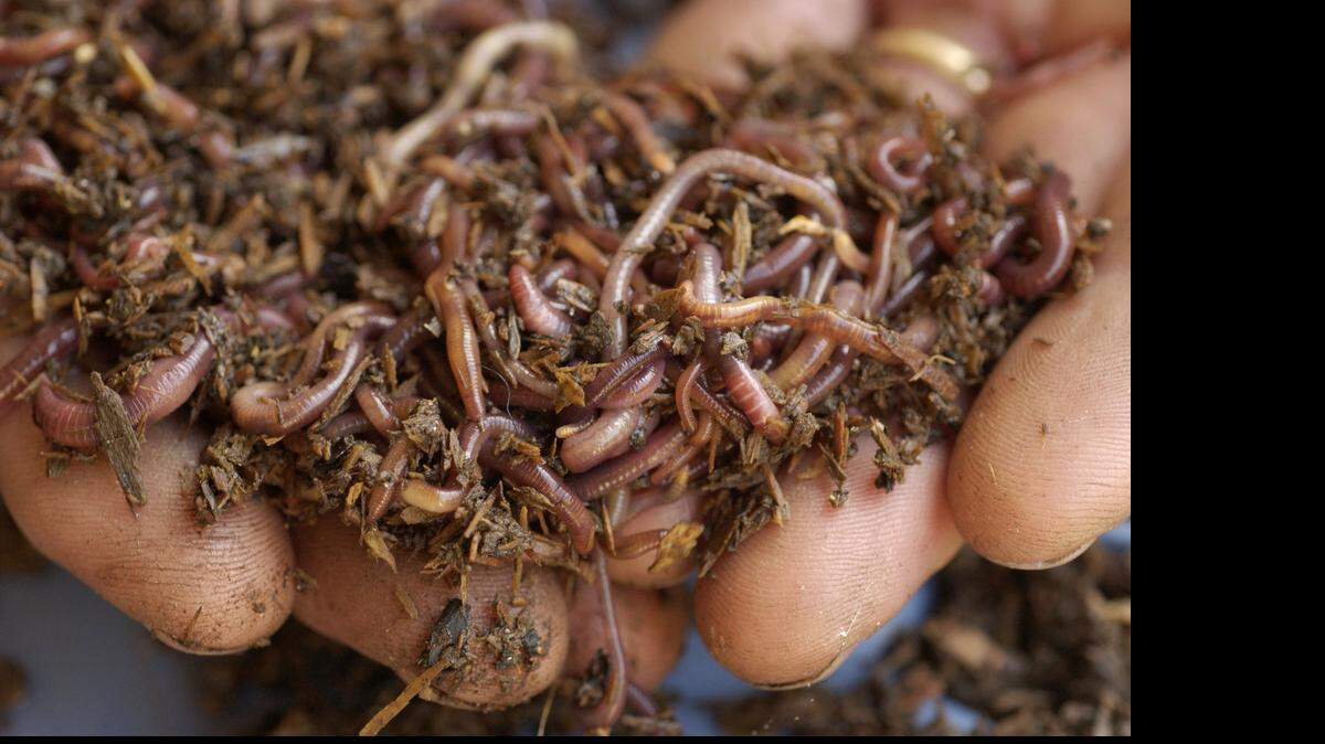 
Yes, this is a handful of red wigglers – worms.
