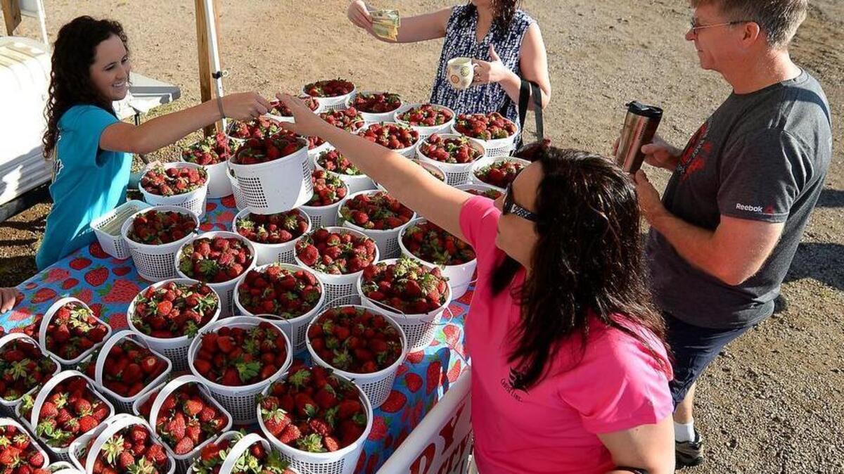 A system of smaller markets, such as the Matthews Community Farmers Market, supplements the larger Charlotte Regional Farmers Market.