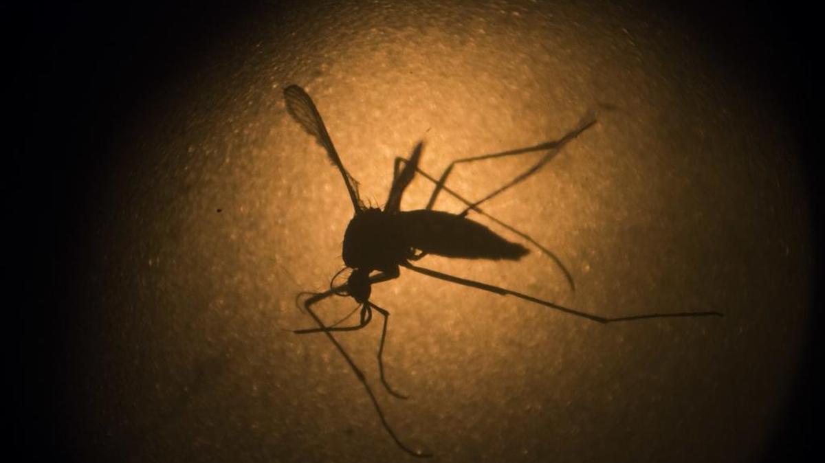 This is an Aedes aegypti mosquito, the primary carrier of the Zika virus. North Carolina health experts say it’s not typically present in the state, but they’ve increased monitoring efforts and urge residents to eliminate standing water that provides a mosquito breeding ground.