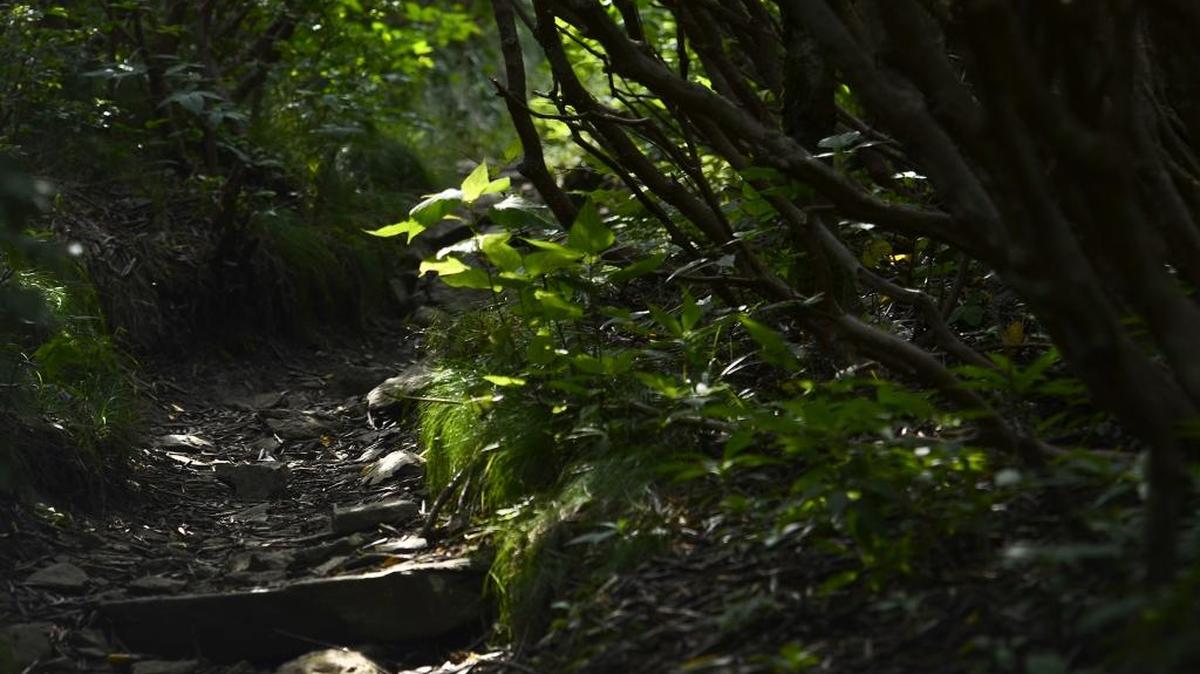 Fall Hike Get up and get active while learning about nature during this one-hour hike from 11:45 a.m.-12:45 p.m. Nov. 17 at the McDowell Nature Center, 15222 York Road. Free. To register: 704-588-5224.