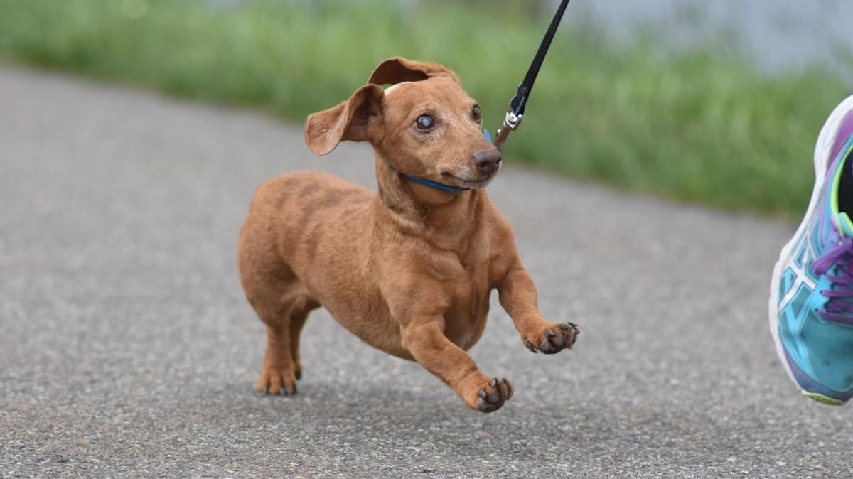The first prescription veterinary medicine for treating anxiety over loud noises – a widespread problem that can send dogs running away in terror and harm both themselves and property – will soon hit the market.