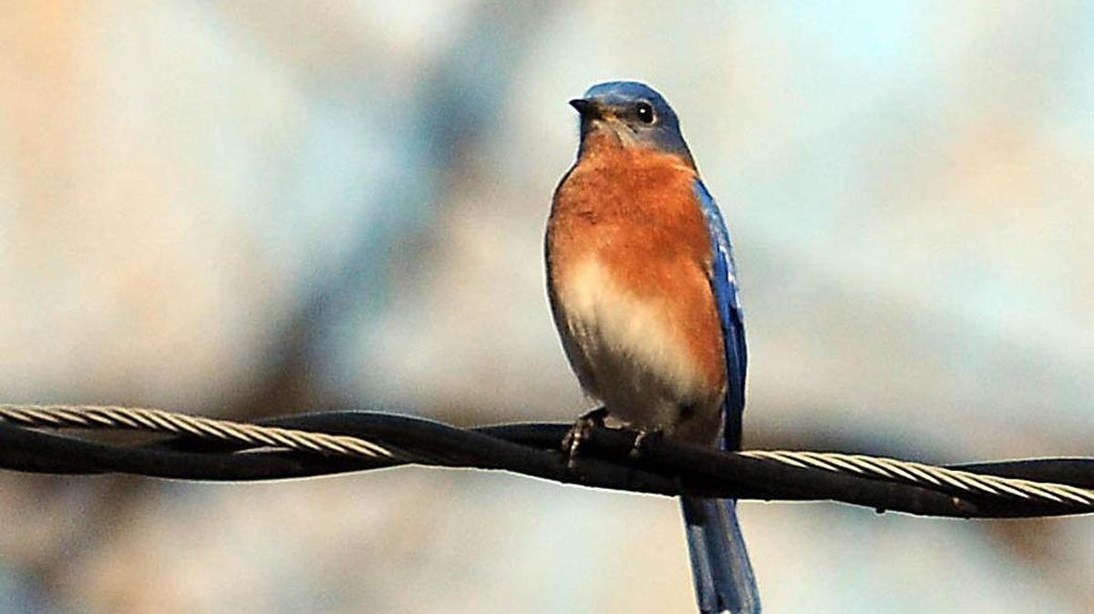 
Join a naturalist from the McDowell Nature Center and explore the birds of Mecklenburg County. The four-week class meets Tuesday mornings starting Sept. 8 at 11 a.m. The first three sessions are 50 minutes; the last session, Sept. 29, will include a field trip and hike beginning at 9 a.m. Free. Registration required: 704-336-7600.

