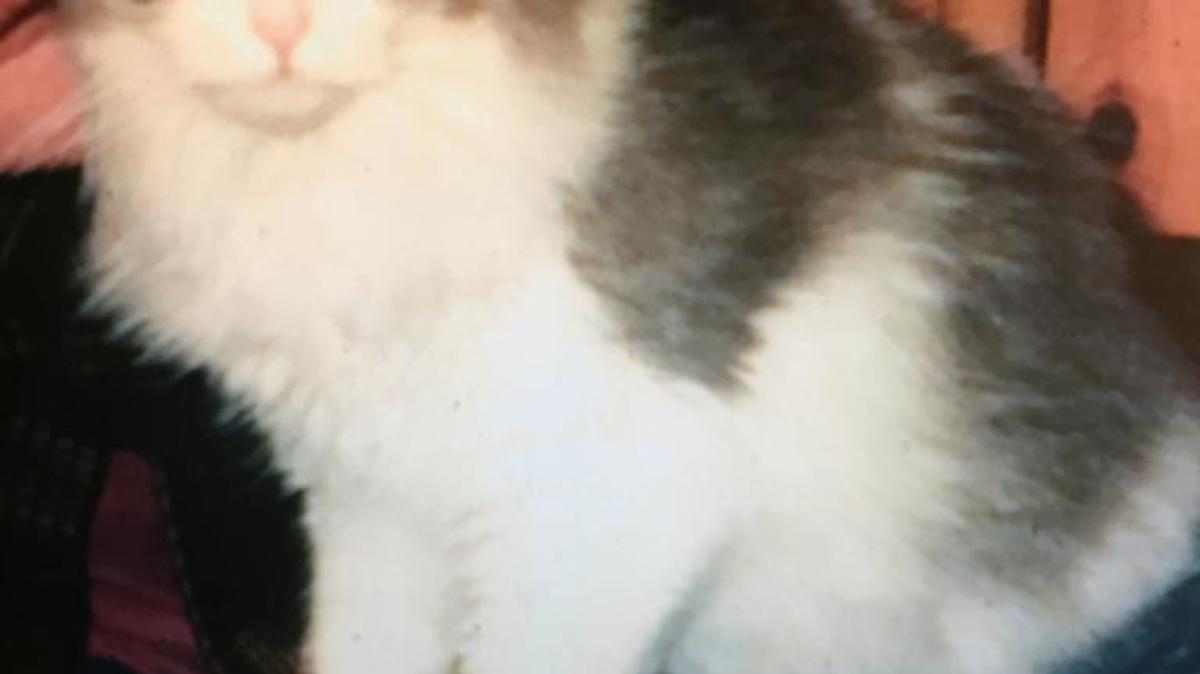 Bubbles, the cat who wrecked Christmas
