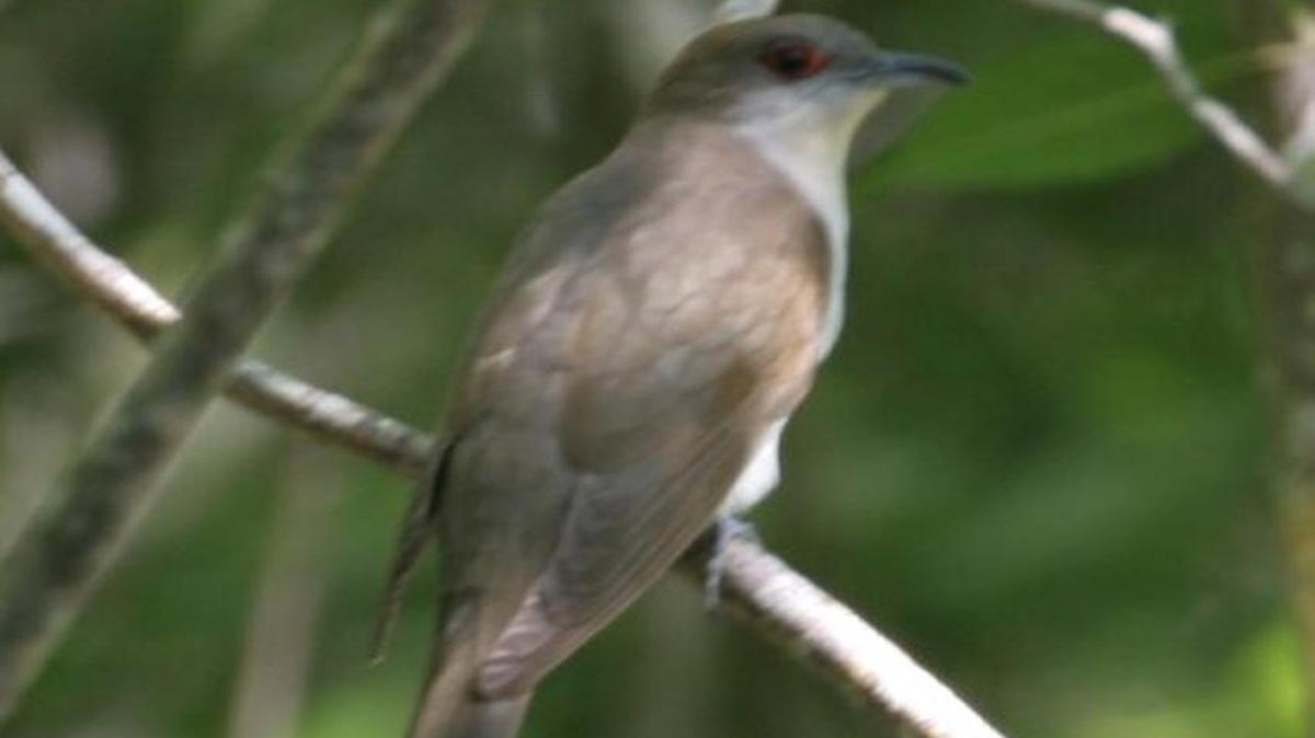 The photo this week is of a black-billed cuckoo.