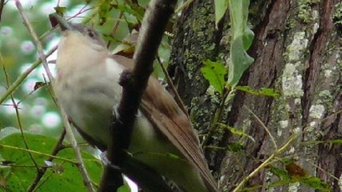
There have been a handful of reports over the years of a black-billed cuckoo, but it is a rarity here.
