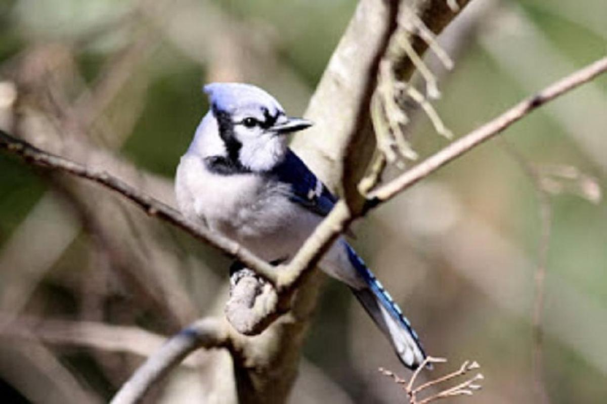 If you pay attention to bird sounds you have probably heard blue jays imitating red-shouldered hawks and red-tailed hawks.