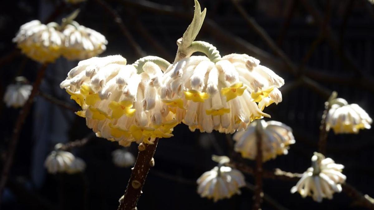 Edgeworthia in bloom