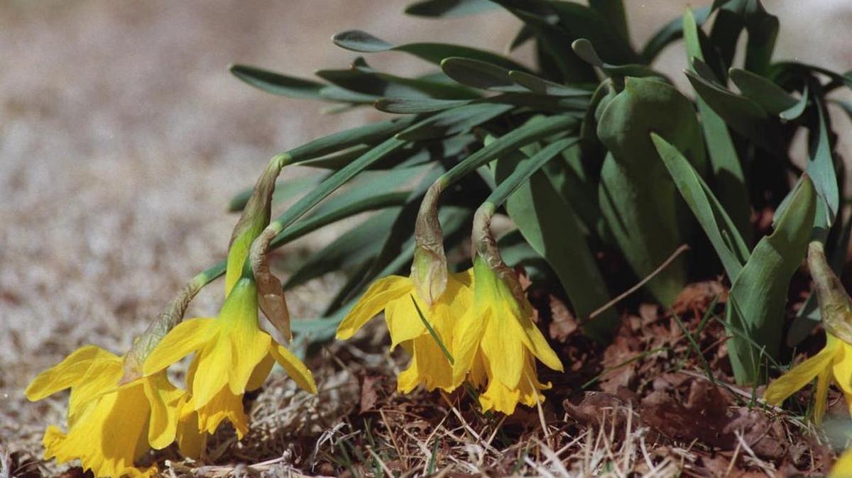 After a deep freeze, daffodils may bend over because frozen tissue is too heavy for the flower stem to stand up normally