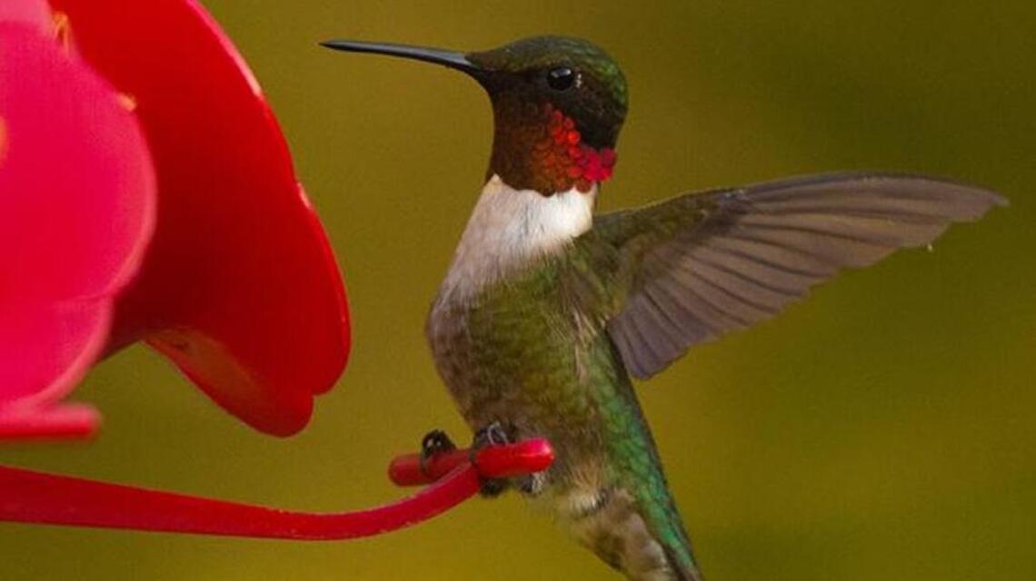 Bird activity slows this time of year, but it’ll pick up soon