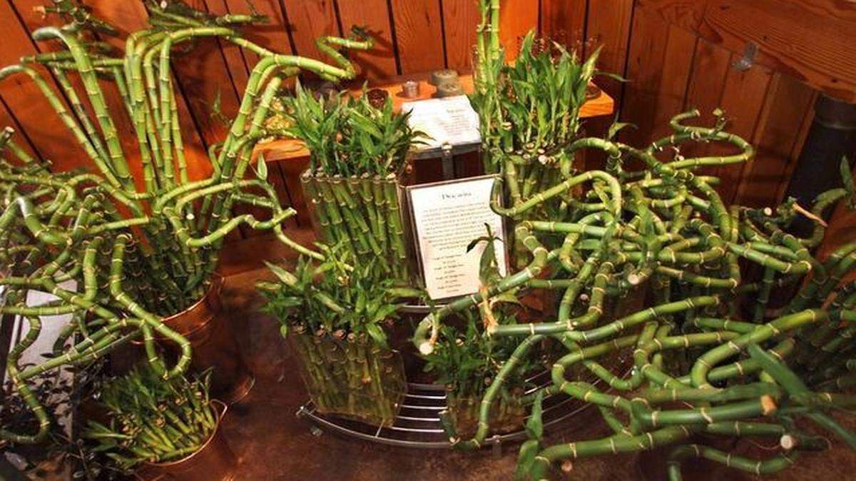 
In Asia, lucky bamboo is thought to bring success in business, positive energy and a long and healthy life.

