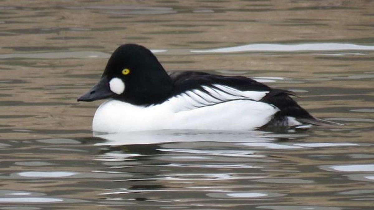 Common goldeneyes can go undetected in Mecklenburg County for years at a time, so they are always a treat to see here.