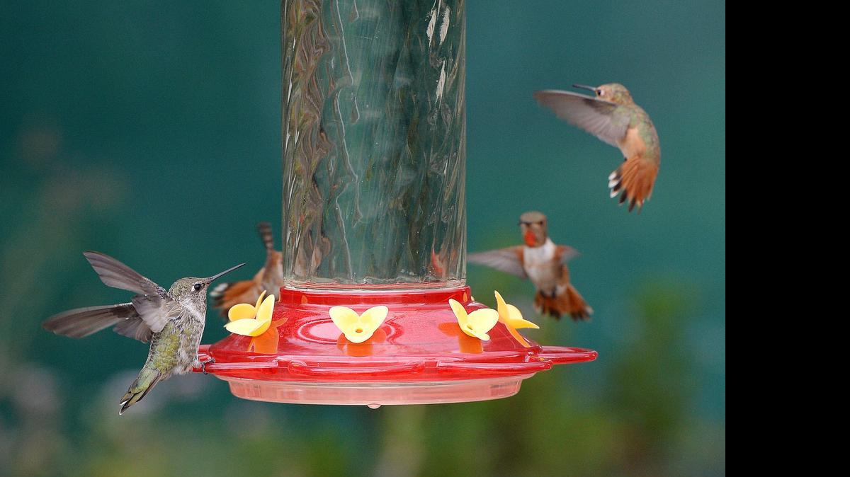 
“Wild About Summer Hummingbirds”: Aug. 1, 9 a.m.-3 p.m. Daniel Stowe Botanical Garden 6500 South New Hope Road, Belmont. Wildlife biologist Susan Campbell will lead hummingbird research at this popular annual event. Join us to learn about these tiniest birds and assist with the process. You may even get to hold and release a hummingbird! 
