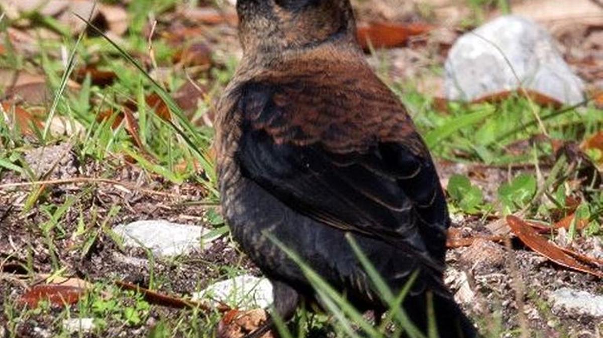 The photo this week is of a rusty blackbird by John Ennis.