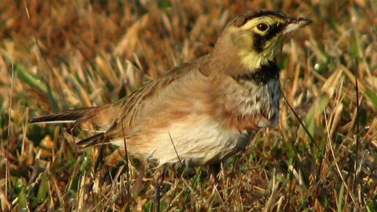 The photo this week is of a horned lark by Jeff Lewis.
