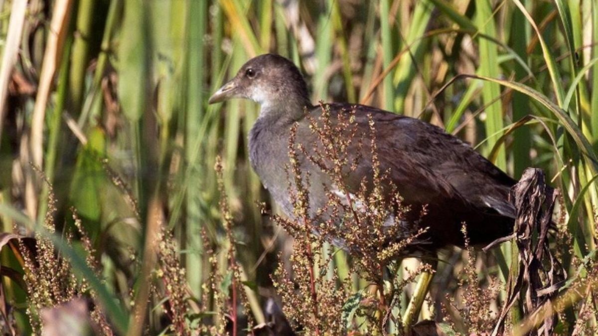 Common gallinule