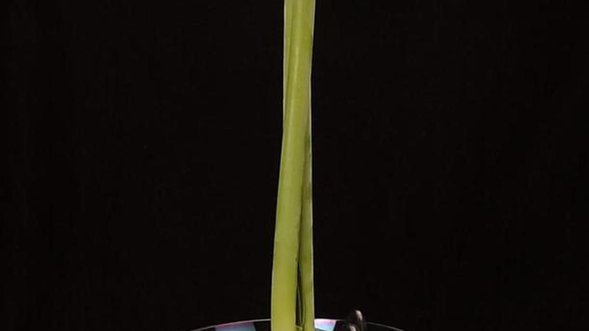 A beautiful amaryllis grown in a special glass vase with the bulb anchored by decorative stones.