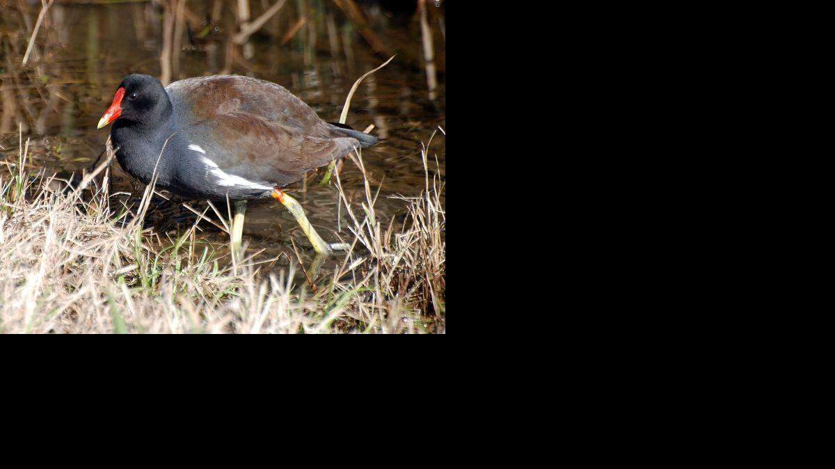 
Adult common gallinules have bright red bills and a horizontal white stripe along their sides.


