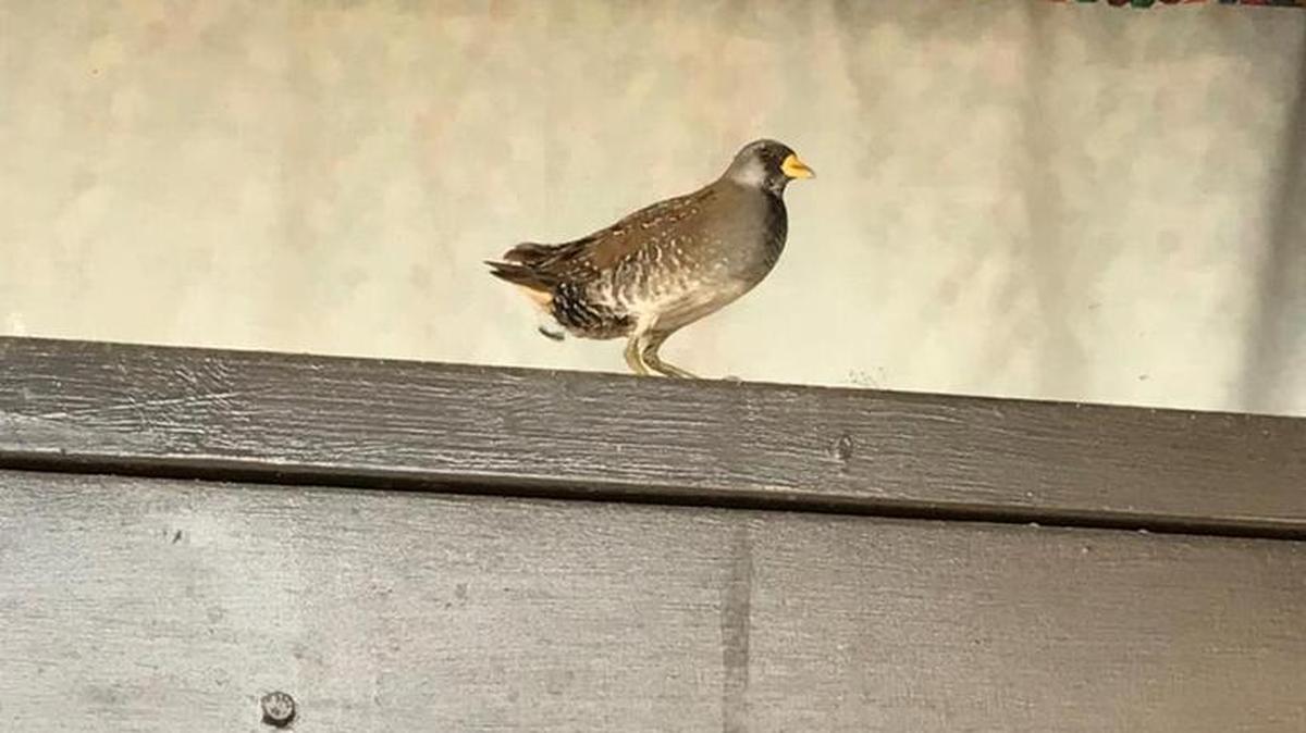 Unsettled weather will knock everything out of the sky and the birds often are not in control of where they come down. The photo accompanying my column this week is of a sora, a chicken-like marsh bird, which ended up perched over the entrance to an elementary school in York, South Carolina after recent heavy rains.