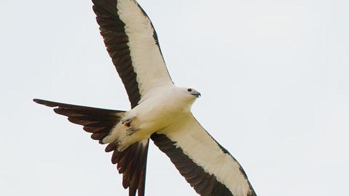 Every August Mississippi kites and swallow-tailed kites disperse northward. This year there have been many reports of kite flocks that include the swallow-tailed, considered to be one of the most graceful raptors in the world. They enter the piedmont and mountains in small numbers every year but the numbers thus far indicate a larger influx this year.