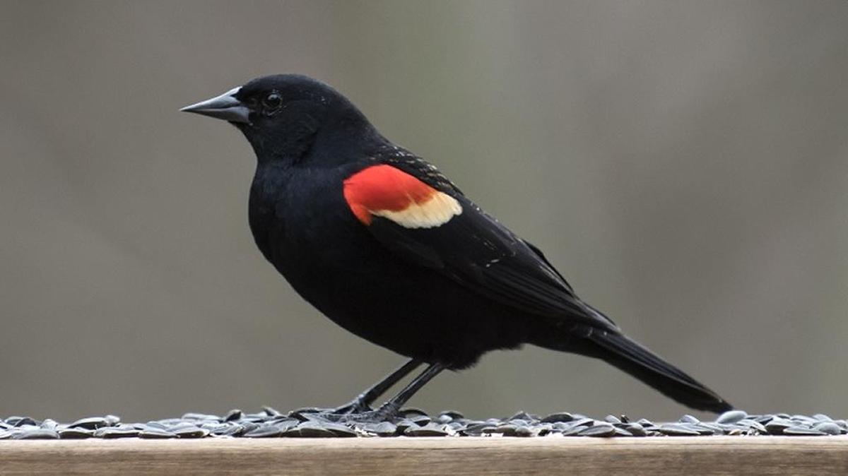 Red-winged blackbird
