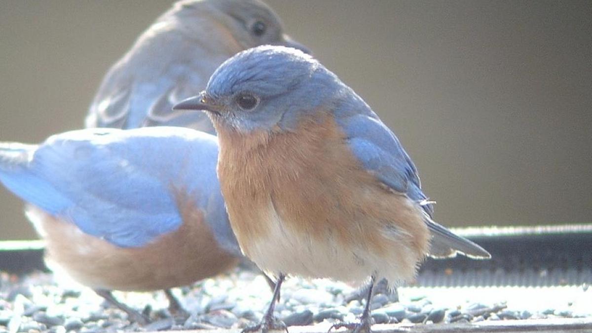 Eastern bluebirds