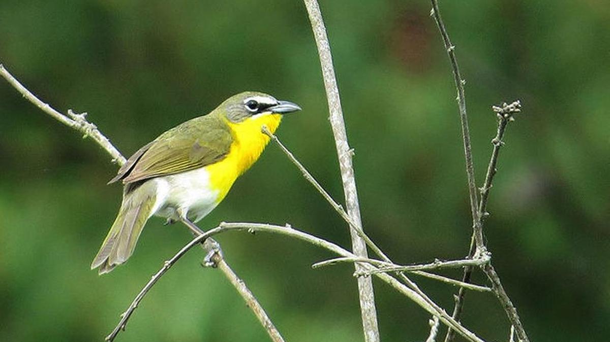 
A yellow-breasted chat. 
